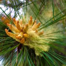 Pine Bark Extract